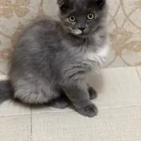 بچه گربه اسکاتیش لانگ هیر