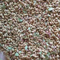 جاد سرخس|خوردنی و آشامیدنی|مشهد, طرق|دیوار