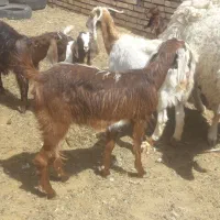 بزغاله پاکستانی ماده فروشی