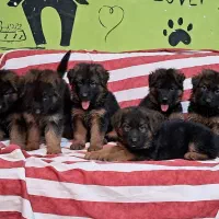 ژرمن کینگ تمام مشکی و توله دورنگ نر و ماده|سگ|تهران, خلیج فارس|دیوار