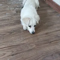 سگ پاکوتاه|سگ|خرم‌آباد, |دیوار