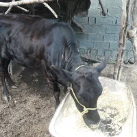 گاومحلی به همرا گوساله دورگ|حیوانات مزرعه|تنکابن, |دیوار