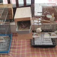 طوطی عروس هلندی|پرنده|سیدان, |دیوار