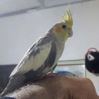 عروس هلندی|پرنده|شیروان (خراسان), |دیوار