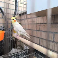 عروس هلندی نر وسه عدد جوجه|پرنده|شاهین‌شهر, خبرنگار|دیوار