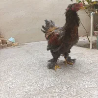 خروس برهما جوان
