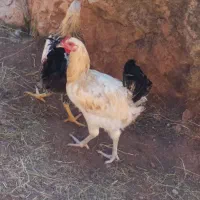 خروس|حیوانات مزرعه|ماکو, |دیوار