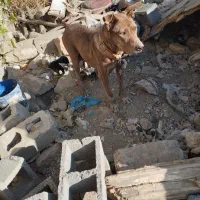 سگ پیتبول گریدین ماده|سگ|صحنه, |دیوار