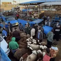 بازار شهری* گوسفند زنده با خدمات رایگان /خونی