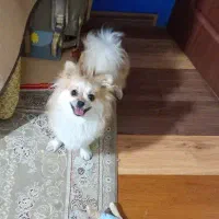 واگذاری پامر اشپیتز ماده دو ساله