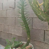 کاکتوس ارزان|گل و گیاه طبیعی|میمند, |دیوار