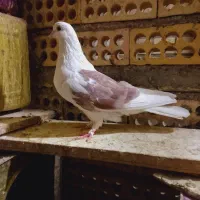 کبوتر دوکت ماده پنجه زده شکار