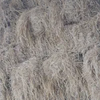 کاه کولش برنج