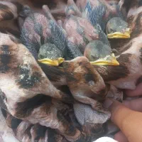 جوجه مرغ مینا۱۷روزه بفروش میرسد