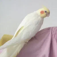 حیوان خانگی