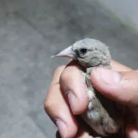 جوجه سهره
