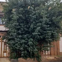 ویلایی سه واحد کوی مطهری