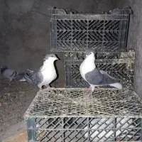 کفتر ساده کاکل|پرنده|سراوان, |دیوار