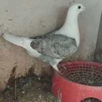 دوبال ماده طاوسی