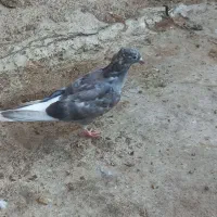 کبوتر جوجه دمسفید