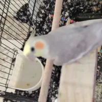 یک جفت عروس هلندی