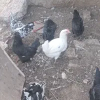مرغ گلین با کیفیت. چناران