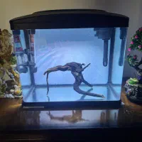 اکواریوم شرکتی ماهیران