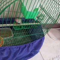 یک عدد فنچ همراه قفس