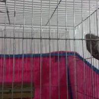 فروش قناری س حال ومست بخون|پرنده|تاکستان, |دیوار