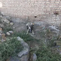 سگ سرابی|سگ|فندقلو, |دیوار