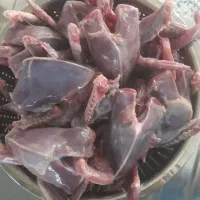 کبوتر کشتنی تمیز شده|پرنده|خمینی‌شهر, |دیوار