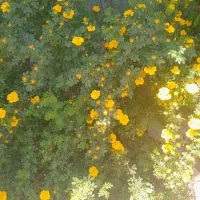 متقاضی رحم اجاره وتخمک اهدایی هستم