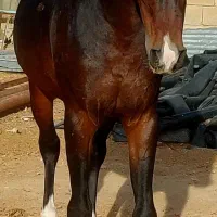 اسب نریون|اسب و تجهیزات اسبسواری|طسوج, |دیوار