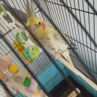 عروس هلندی ماده زیبا|پرنده|لاهیجان, کوی زمانی|دیوار