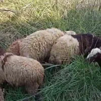 فروش تک و عمده گوسفندوبره زنده|حیوانات مزرعه|نوشهر, |دیوار