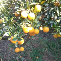 تامسون درجه یک|عمده‌فروشی|گرگان, |دیوار