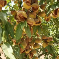 ارقام نهال های پر ثمر