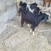 سه عدد کهره|حیوانات مزرعه|جم, |دیوار