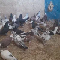کفتر بلند پرواز|پرنده|قم, باجک یک|دیوار