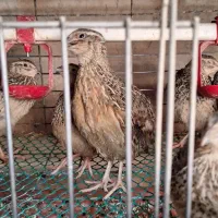 بلدرچین تخمگذار و گوشتی
