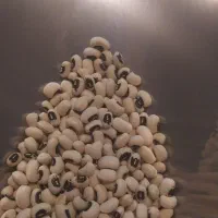 نخود لوبیا عدس سویا برنج چیتی ازبک عمده خورده|خوردنی و آشامیدنی|شیراز, شیشهگری|دیوار