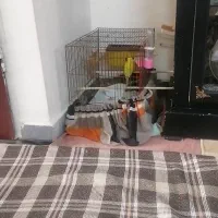 مرغ عشق گم شده|حیوانات|پاکدشت, پاکدشت (مامازند)|دیوار