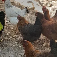 ۸عدد مرغ تخم گذار|حیوانات مزرعه|بستان آباد, |دیوار