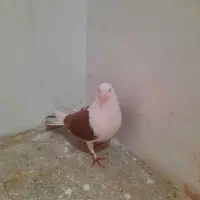 کفتر یا کبوتر یک جفت