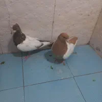 رنگی|پرنده|شیراز, دشت چنار|دیوار