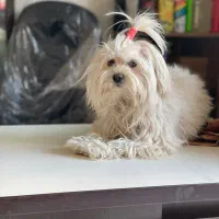 شیتزو‌ تربیت شده