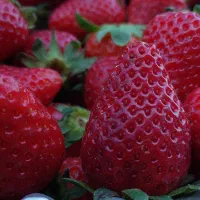 اجاره زمین برای کشت توت فرنگی