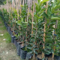 نهال نارنگی تابستونه