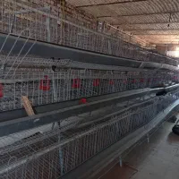 قفس مرغ تخم گذار