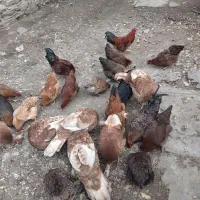 فروش بوقلمون